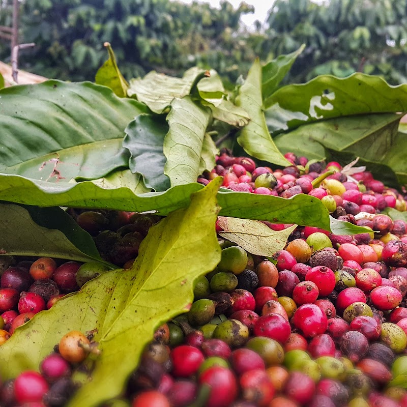 ĐẮK NÔNG FARM-MILK TEA&COFFEE
